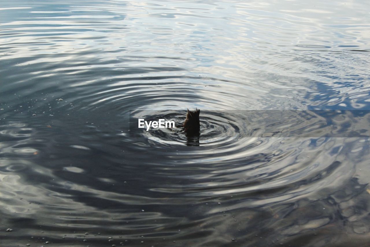 HIGH ANGLE VIEW OF TURTLE SWIMMING IN LAKE