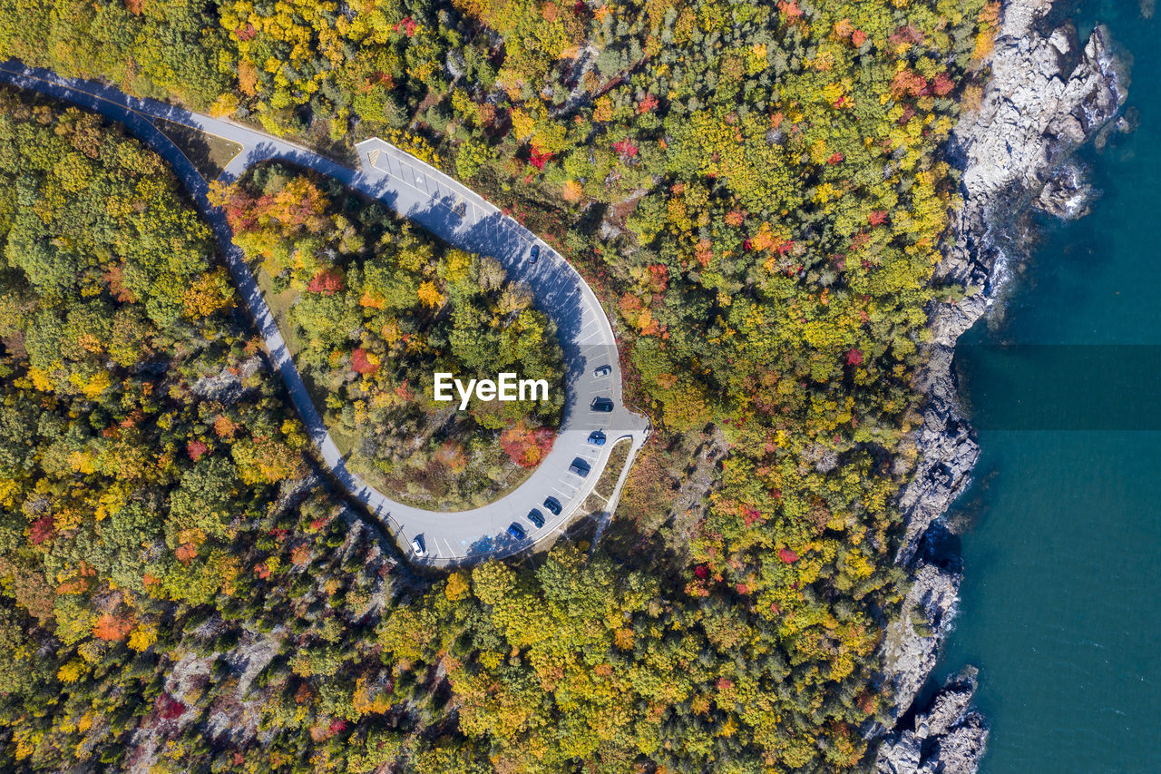 Aerial view of trees by sea