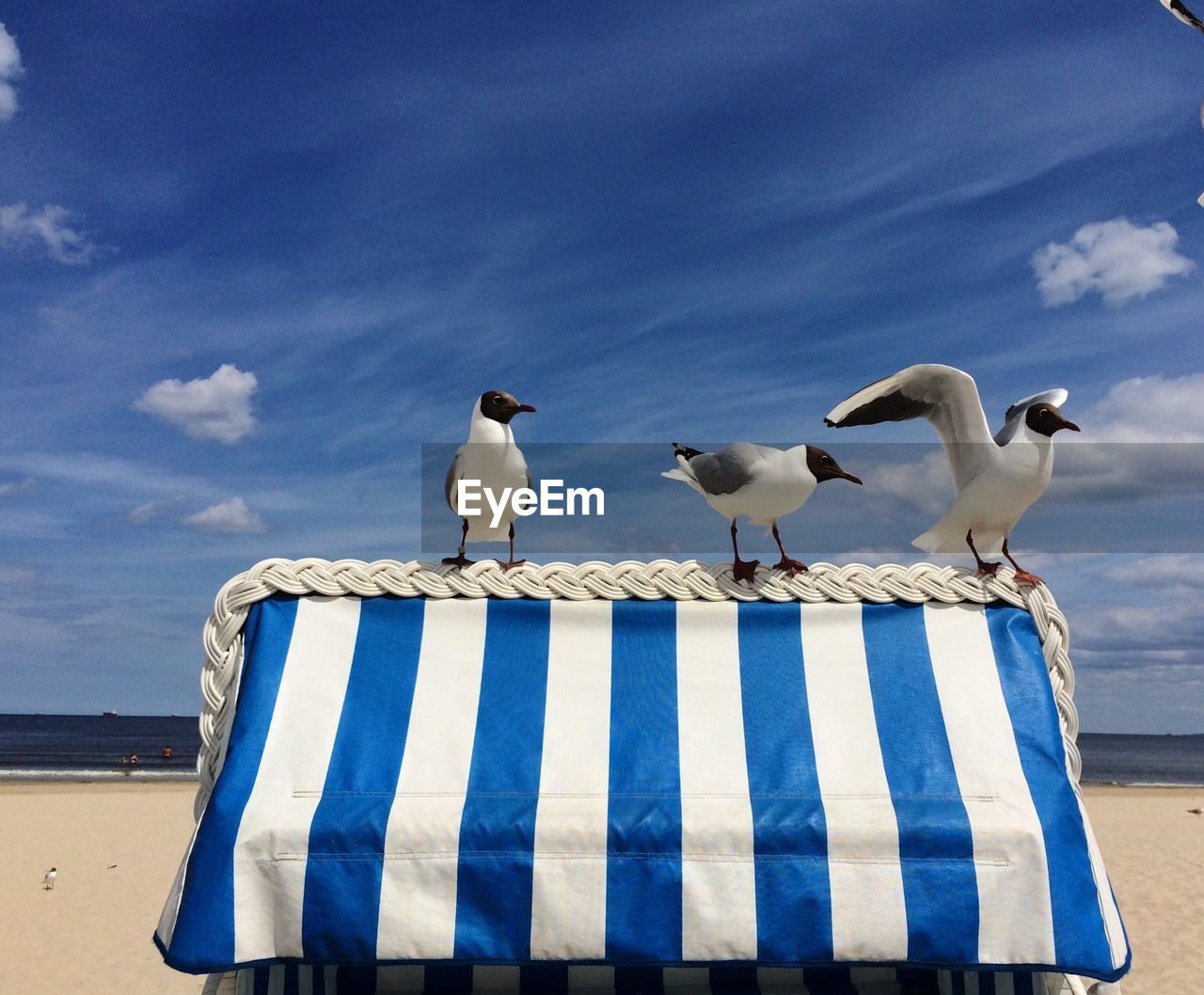 Birds on canopy