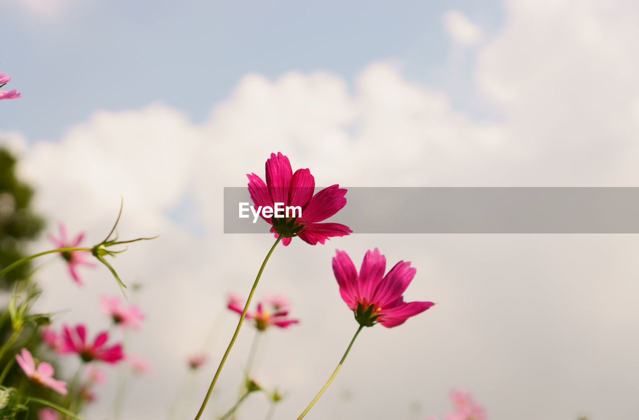 Beautiful pink and purple cosmos hybrid field in blur background under cloudy white sky