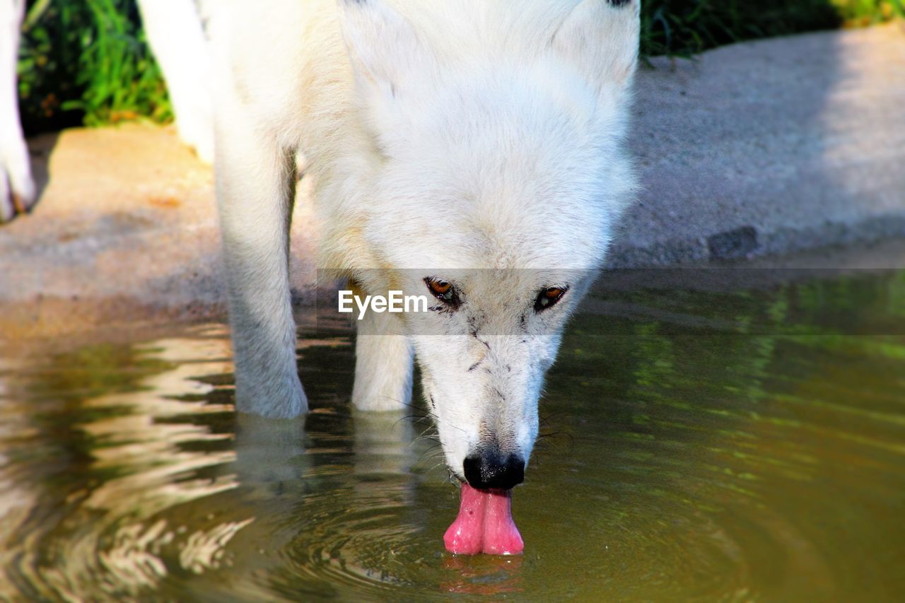 White stray dog drinking water from pond