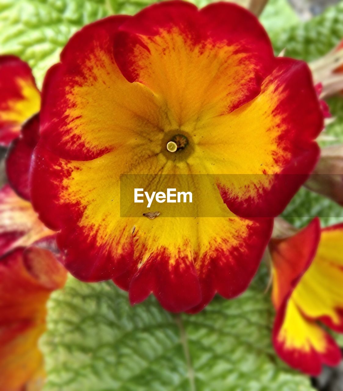 CLOSE-UP OF RED FLOWER