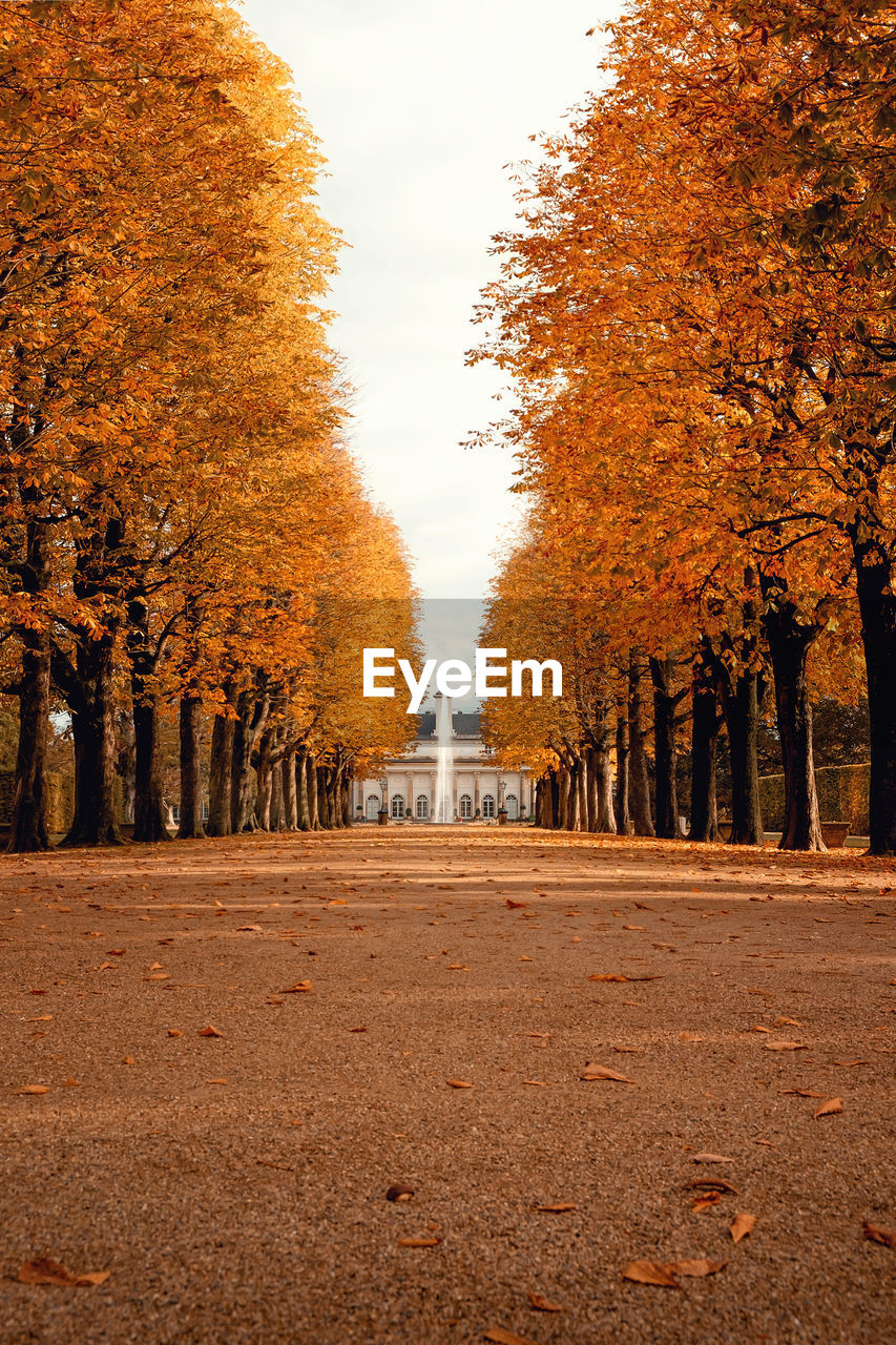 Trees and leaves in park against sky during autumn