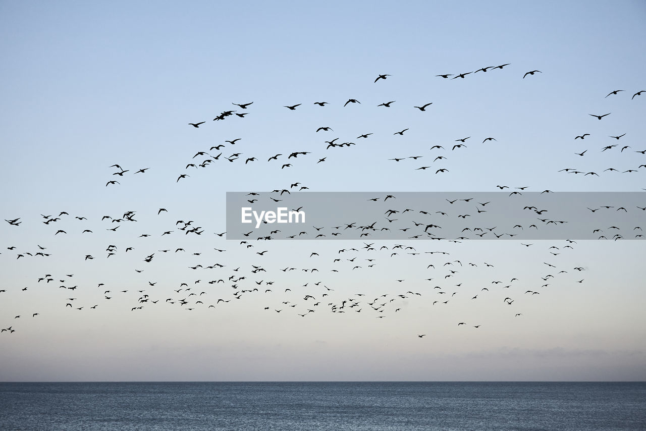 BIRDS FLYING OVER SEA AGAINST SKY