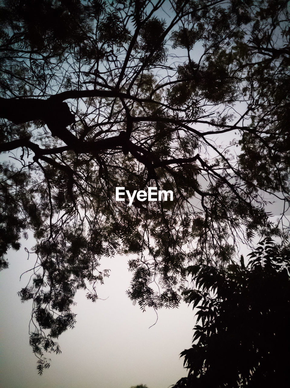 LOW ANGLE VIEW OF TREE AGAINST SKY