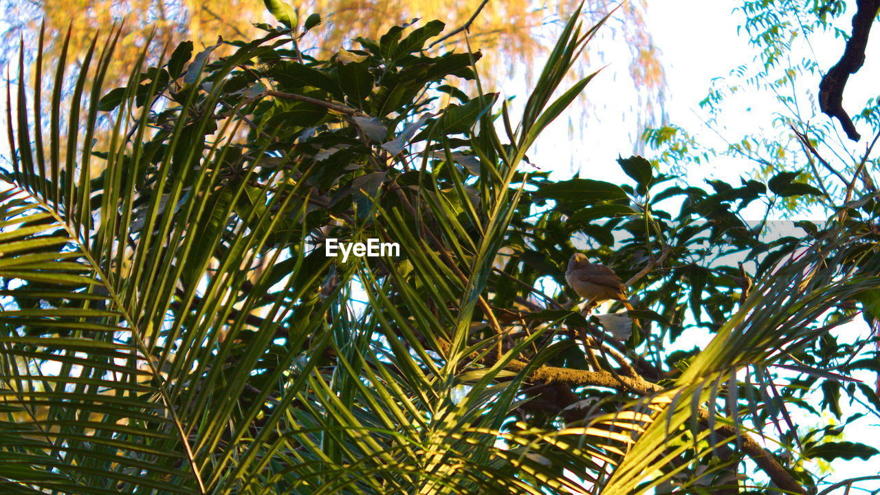 LOW ANGLE VIEW OF PALM TREES AGAINST SKY