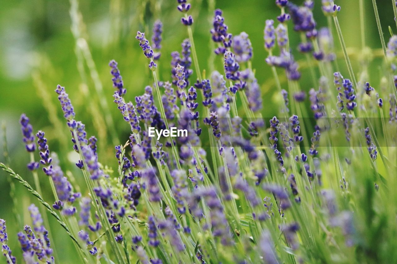 CLOSE-UP OF PURPLE FLOWERING PLANTS ON LAND