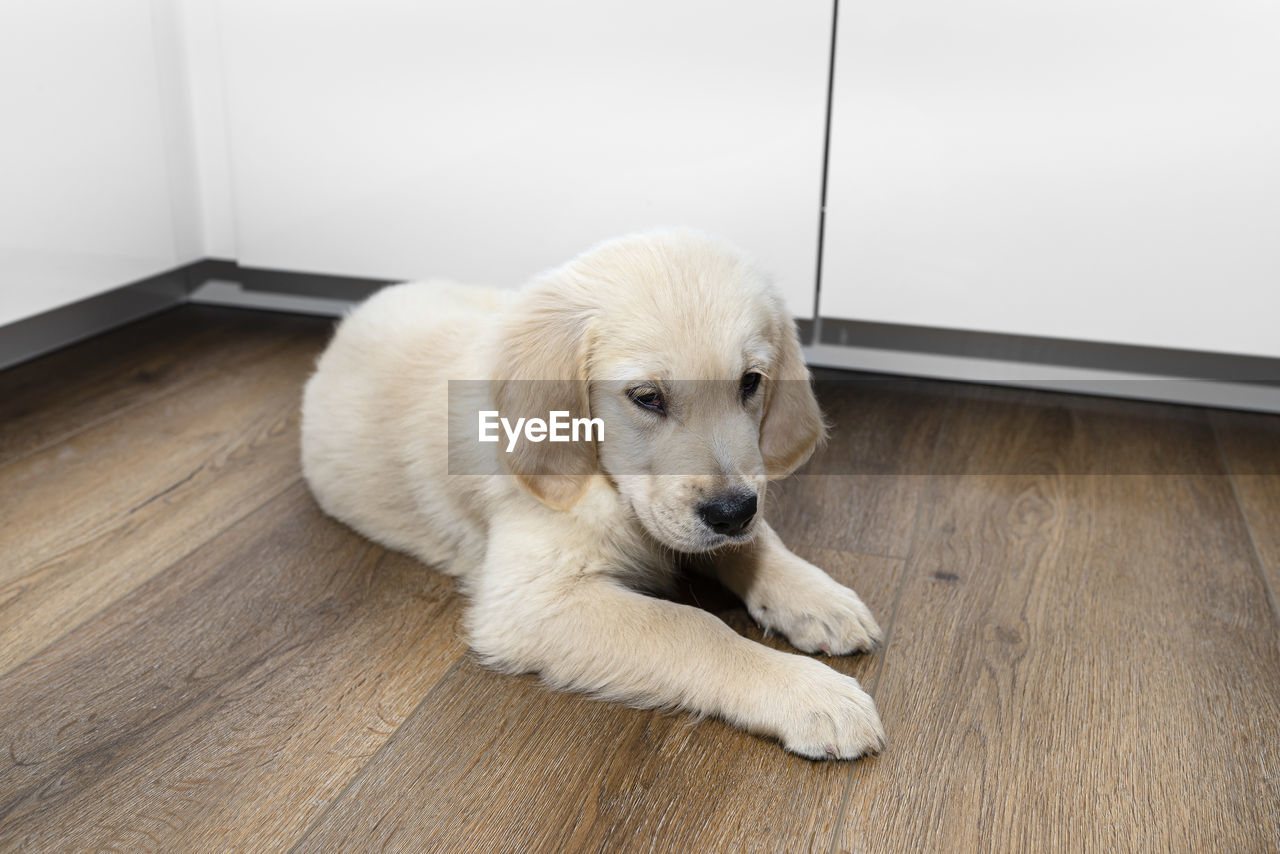 The golden retriever puppy lies on modern vinyl panels in the kitchen next to a cupboard.