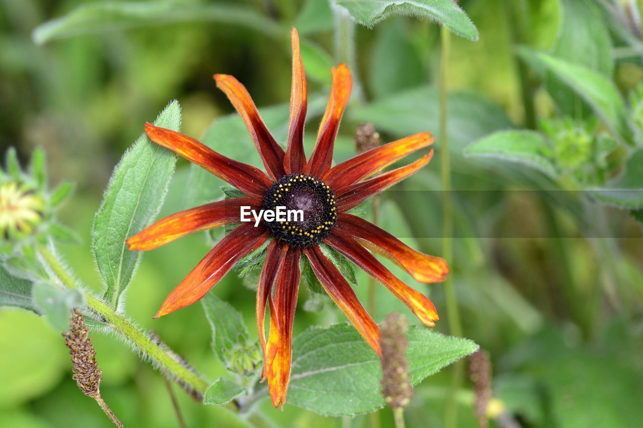 Close-up of orange flower