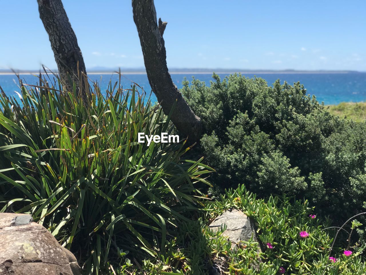 PLANTS GROWING ON LAND AGAINST SEA