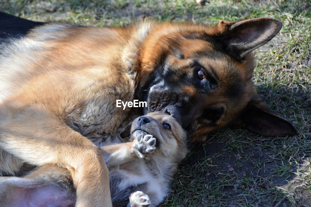 Close-up portrait of german shepherd with puppy relaxing on field
