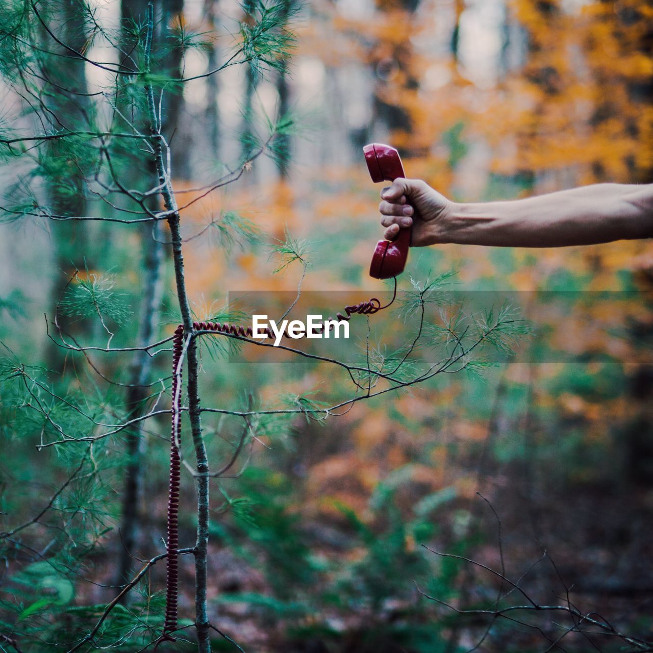 Cropped hand of man holding telephone by plant in forest