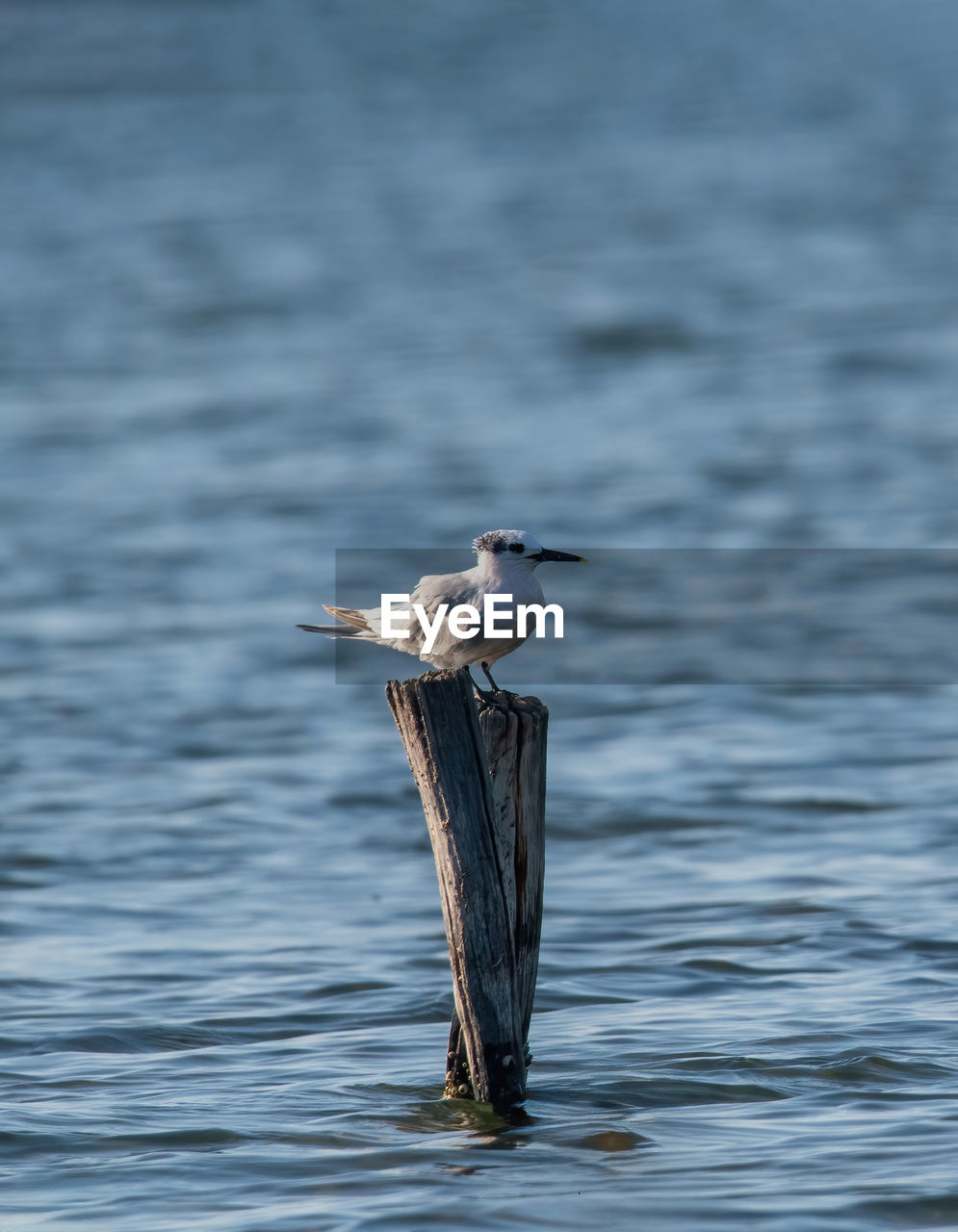 close-up of bird flying over sea