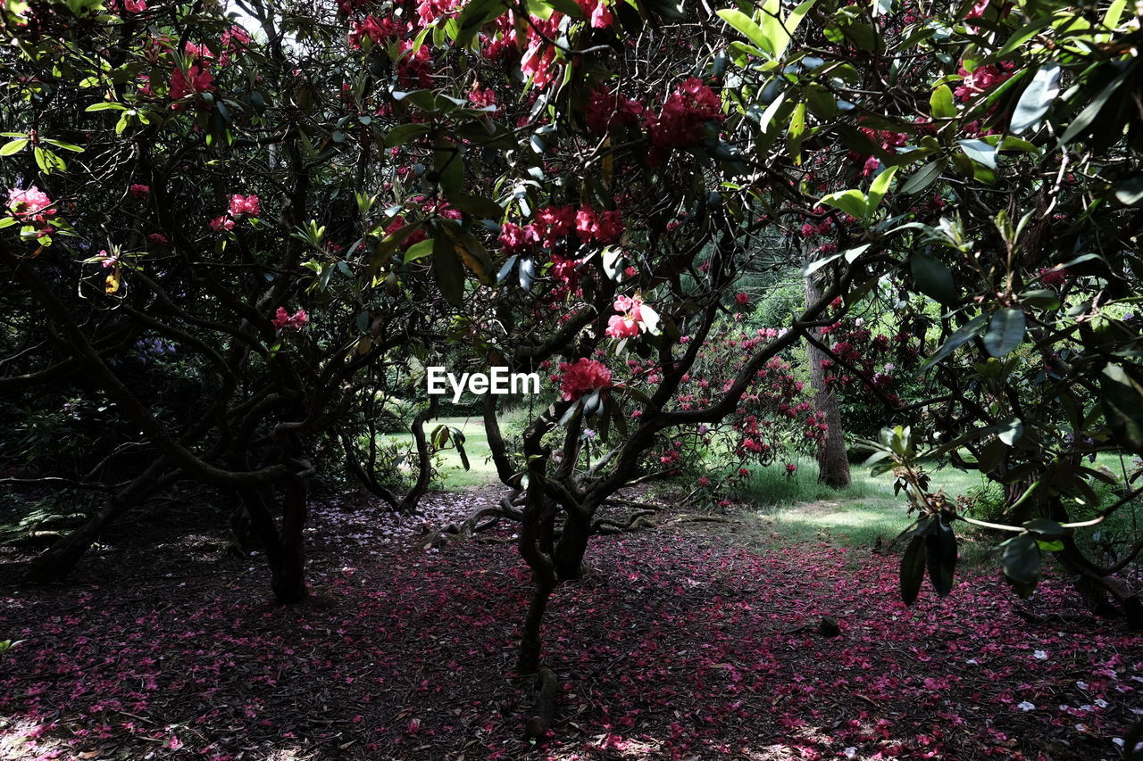 PINK FLOWERS ON TREE