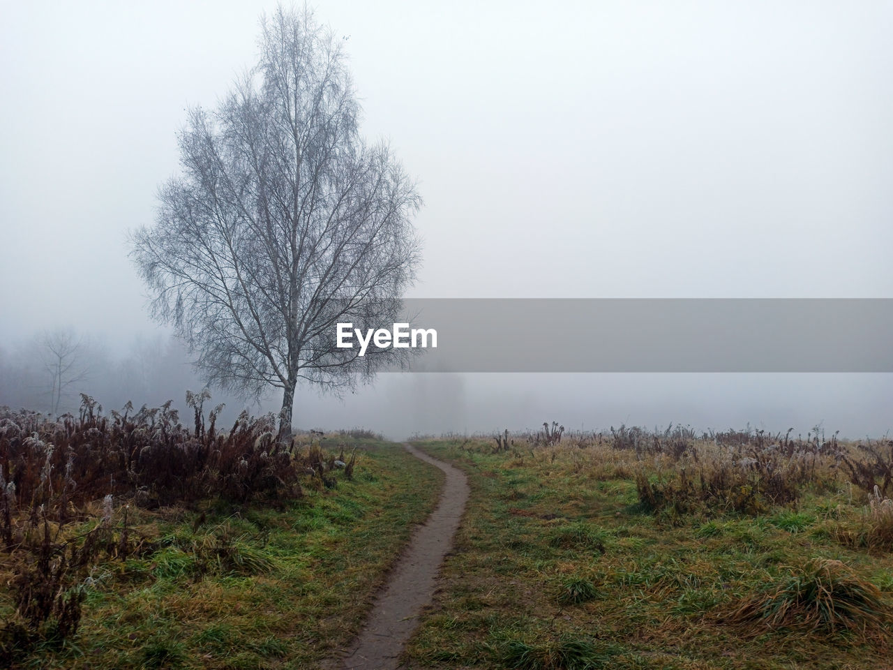 ROAD AMIDST TREES ON FIELD AGAINST SKY DURING FOGGY WEATHER