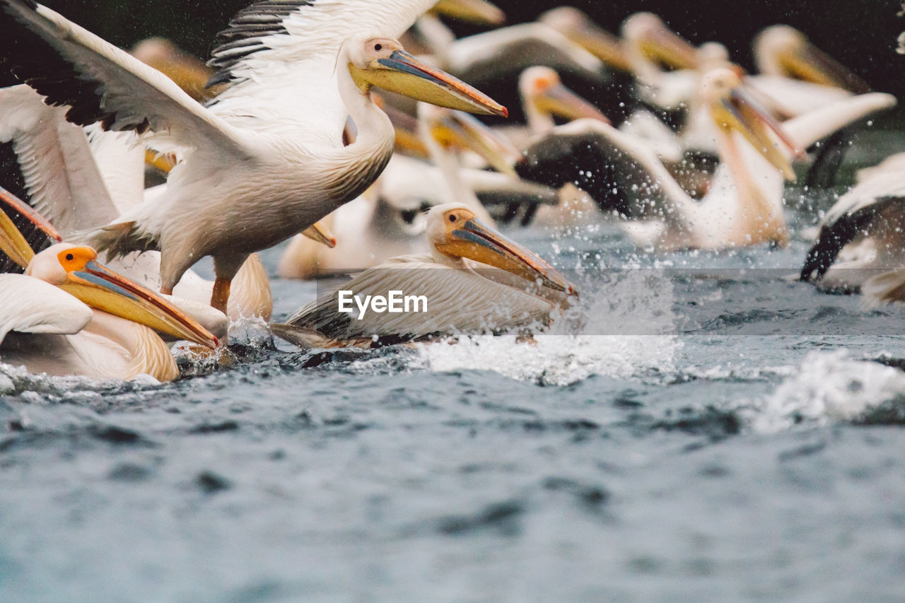 Pelicans flying over water