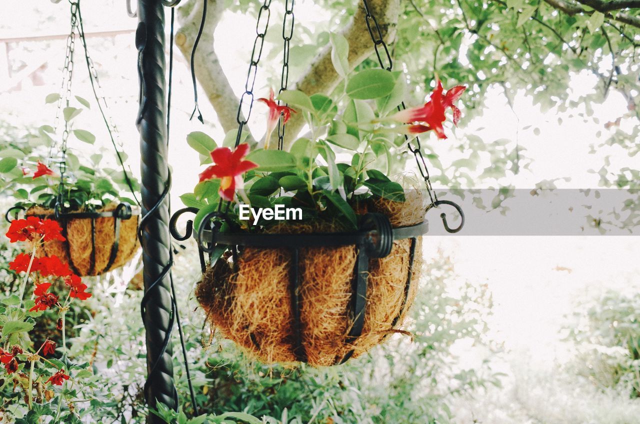 CLOSE-UP OF POTTED PLANT ON WALL