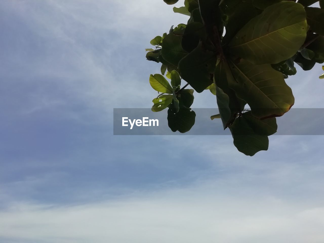 LOW ANGLE VIEW OF FLOWERING PLANTS AGAINST BLUE SKY