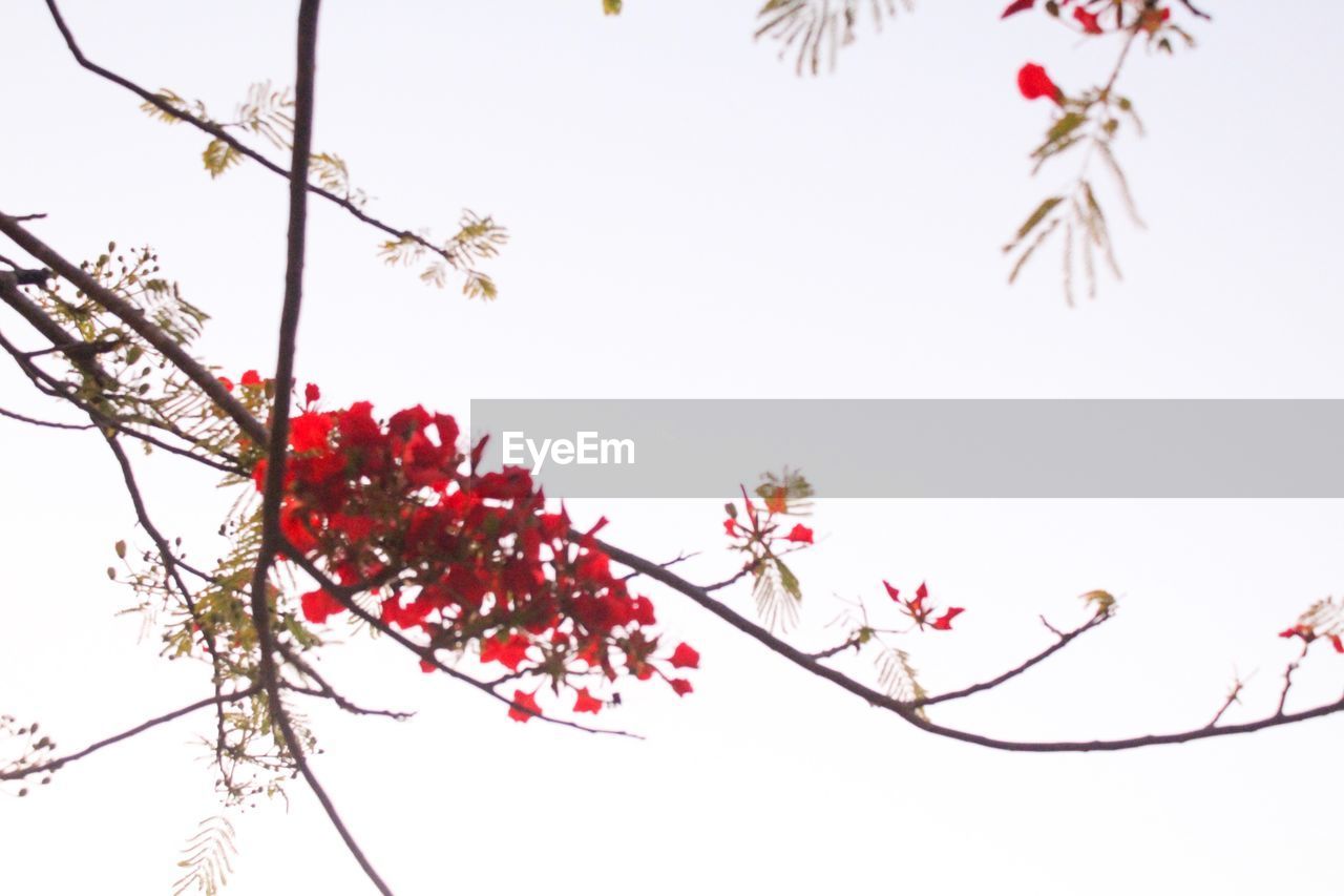 LOW ANGLE VIEW OF CHERRY BLOSSOMS IN SPRING