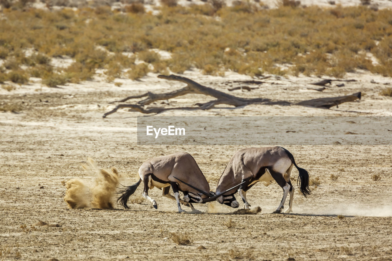 horses on sand at desert