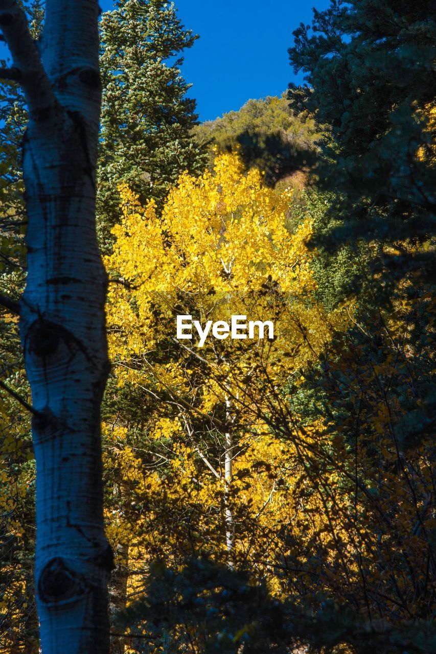 Close-up of yellow tree against sky