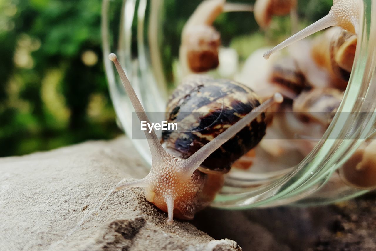 Close-up of snails in glass jar