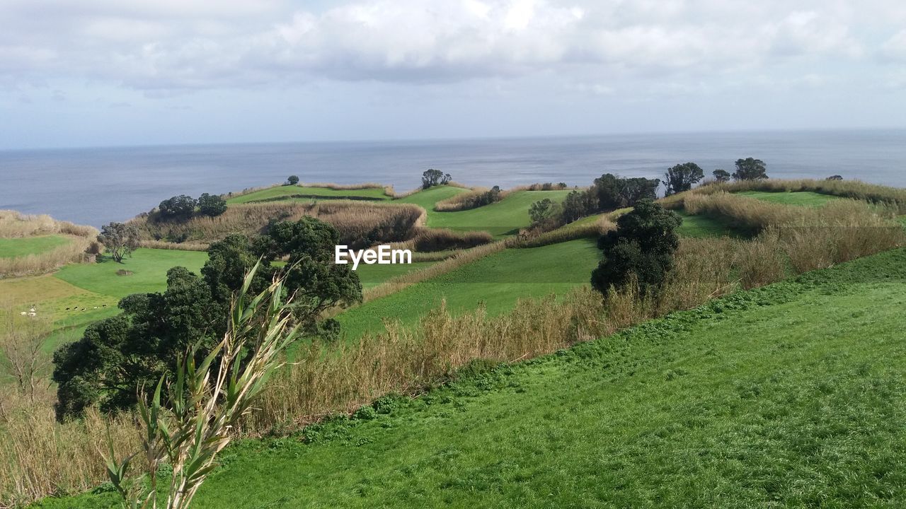 Scenic view of agricultural field against sky