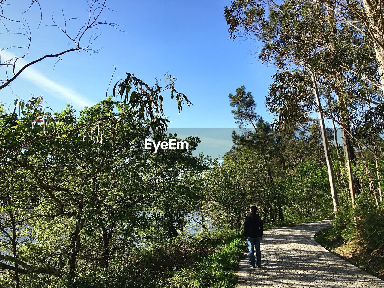 REAR VIEW OF WOMAN WALKING IN FOREST