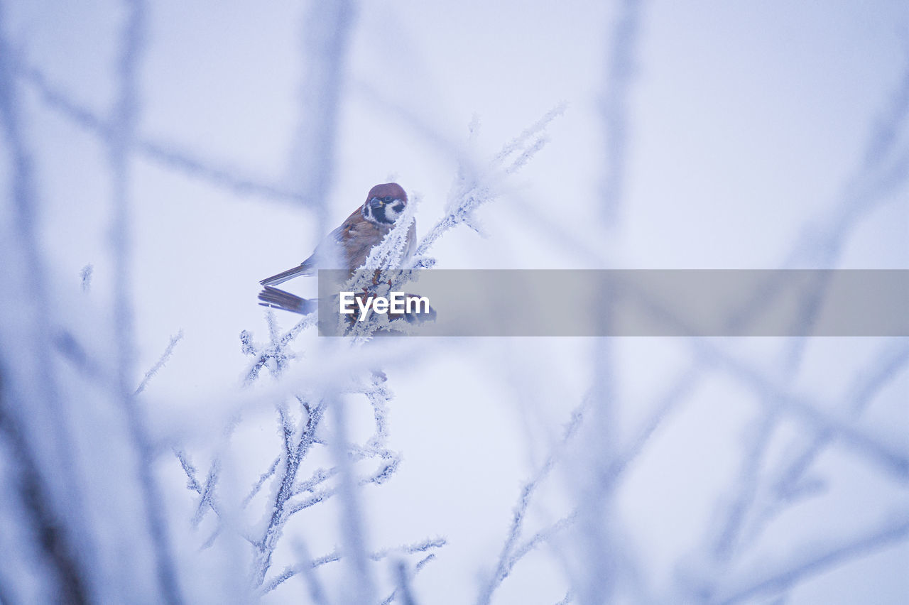 winter, snow, blue, cold temperature, nature, frost, animal, animal themes, animal wildlife, freezing, plant, beauty in nature, wildlife, macro photography, no people, branch, one animal, selective focus, close-up, day, frozen, environment, outdoors, white, ice, tree, focus on foreground