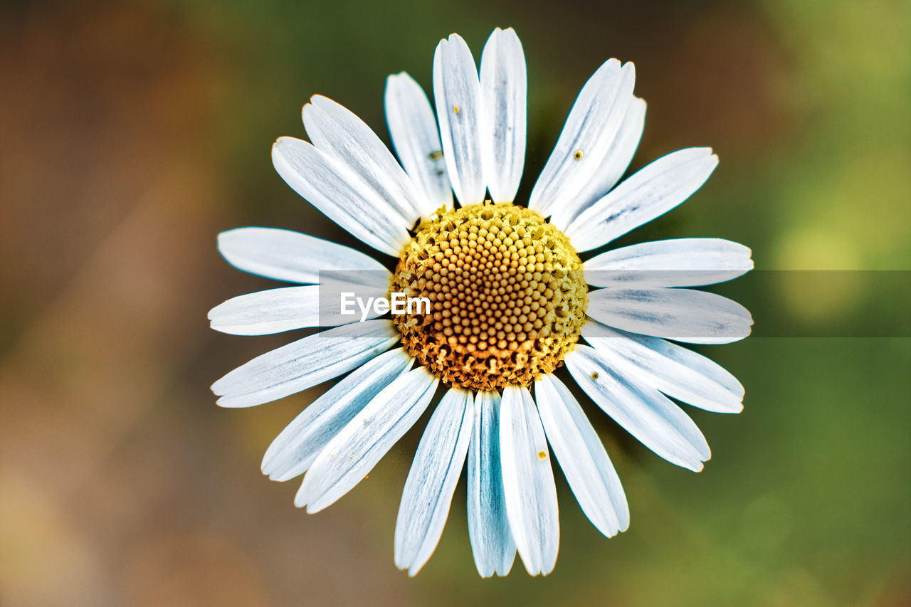 CLOSE-UP OF DAISY