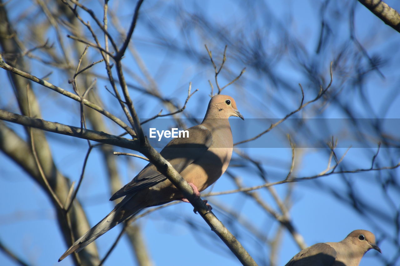 animal, animal themes, animal wildlife, bird, wildlife, branch, tree, perching, plant, nature, no people, beak, one animal, bare tree, low angle view, outdoors, beauty in nature, dove - bird, day, focus on foreground, mourning dove