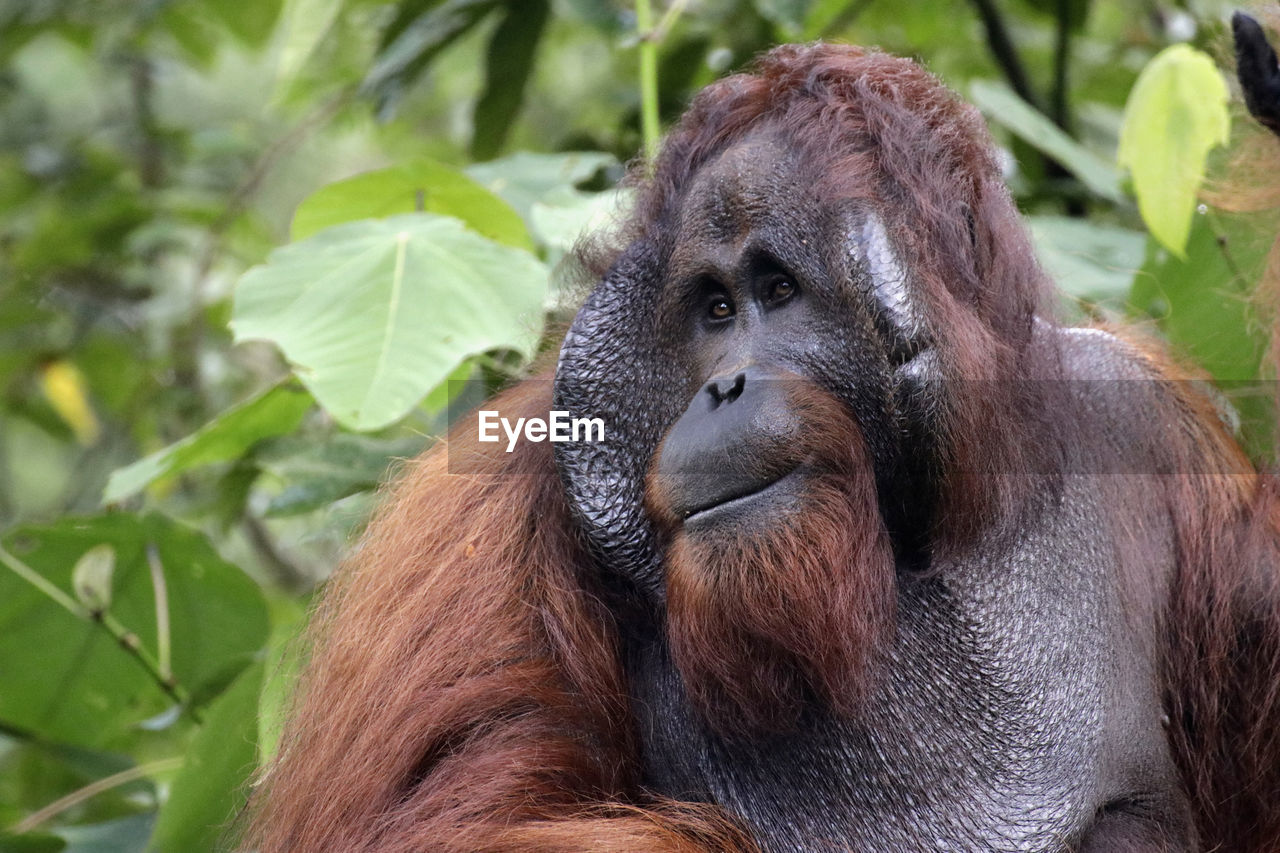 CLOSE-UP OF MONKEY IN FOREST AT ZOO