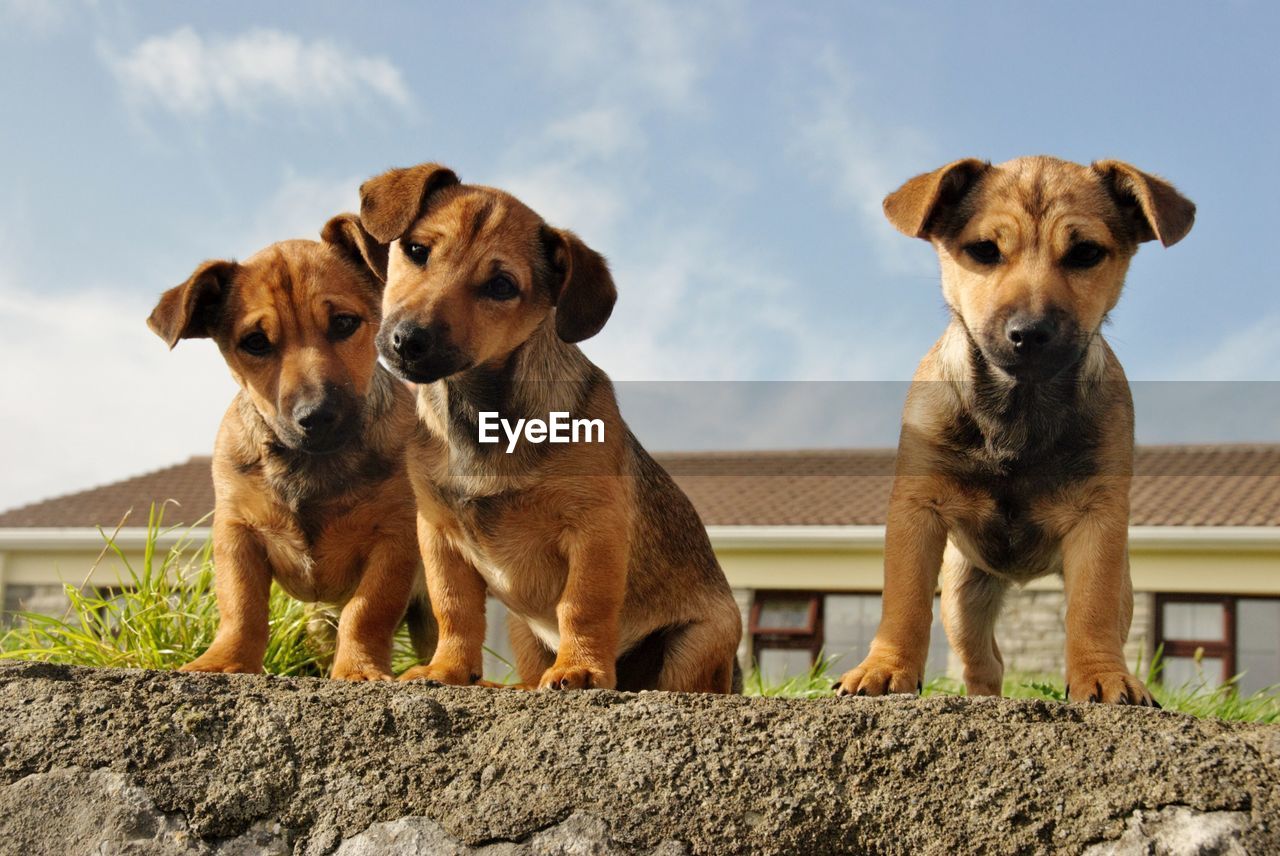 Portrait of 3 puppies