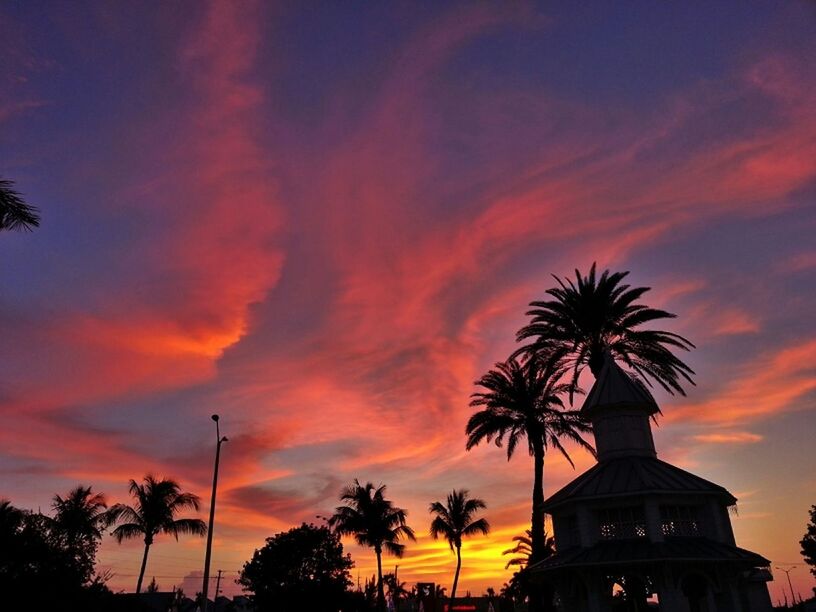 SILHOUETTE OF PALM TREES AT SUNSET