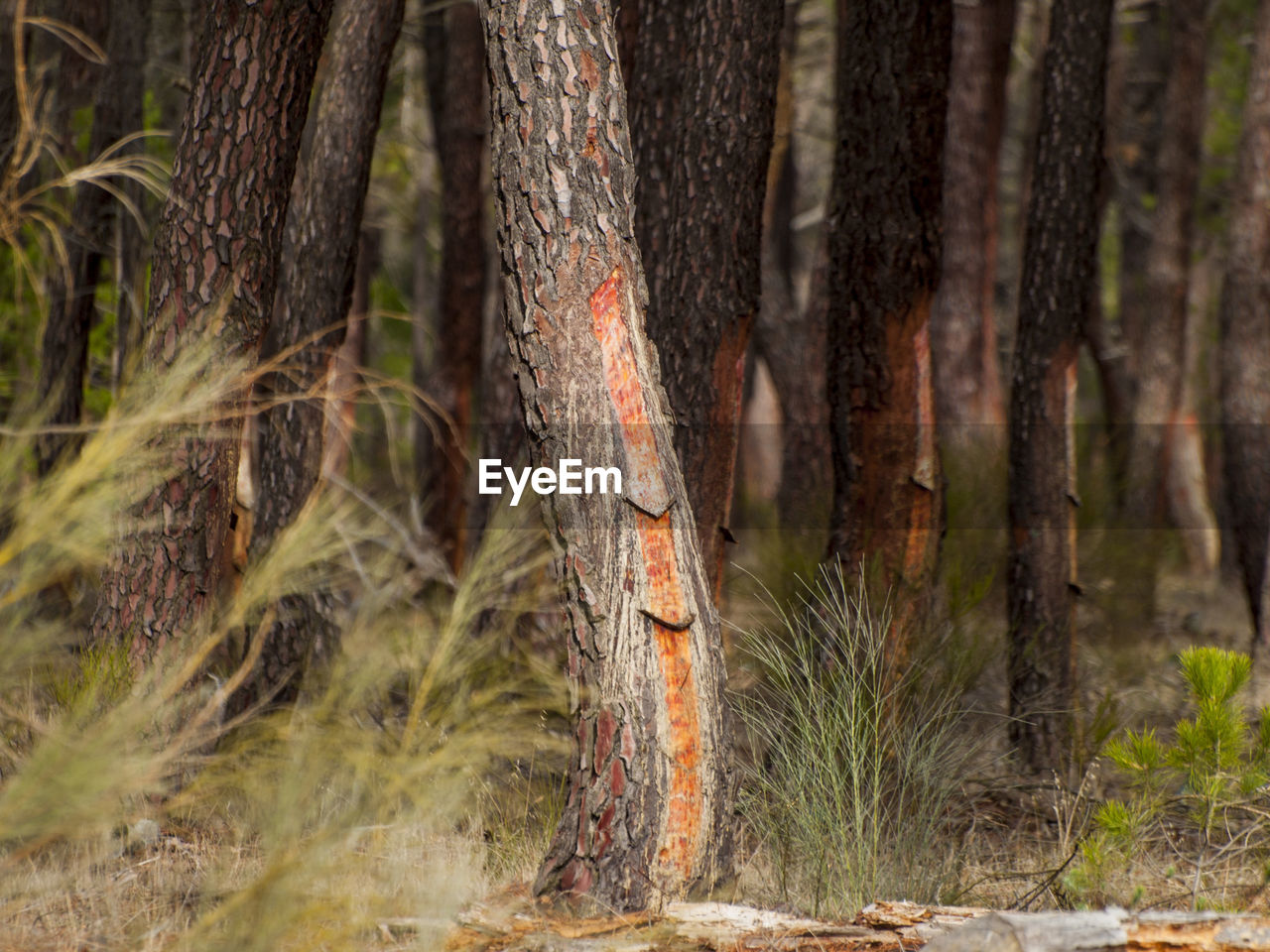 PINE TREE GROWING IN FOREST