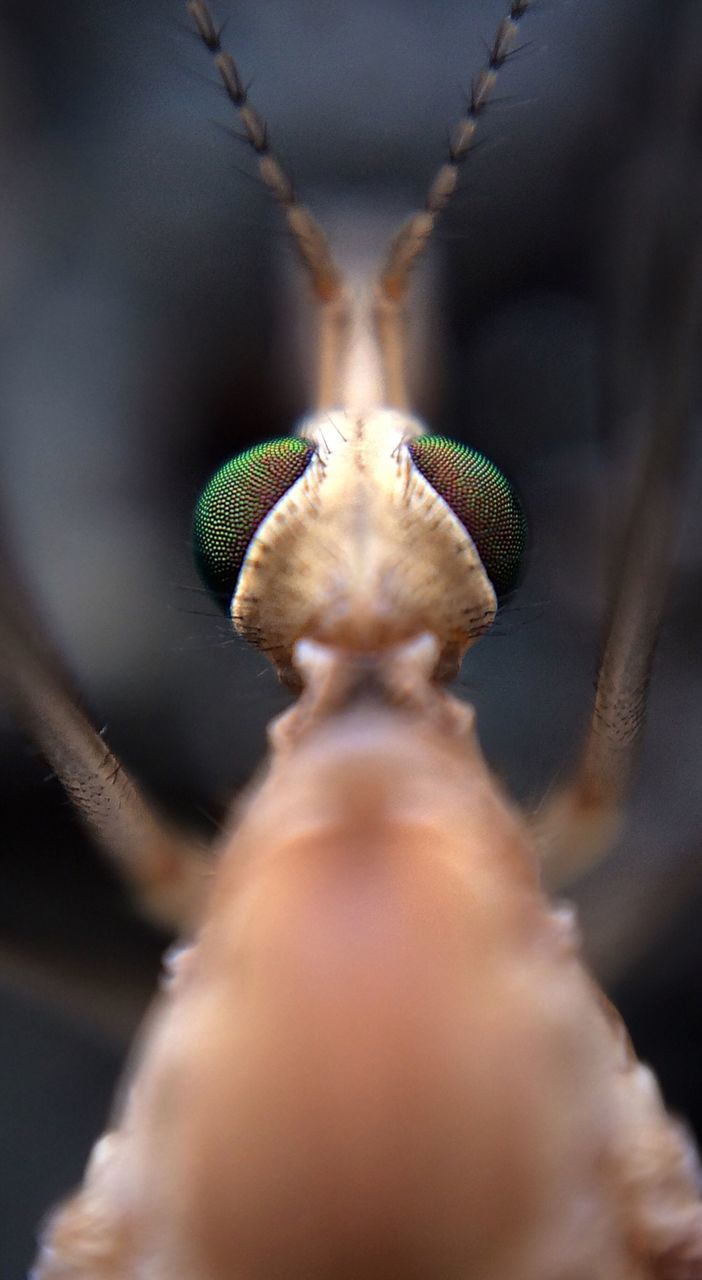Close-up of insect on twig