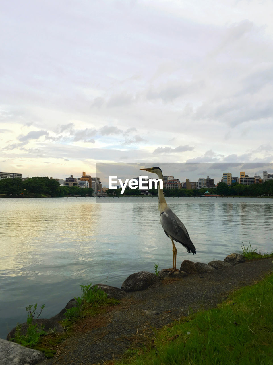 High angle view of gray heron perching by lake against sky