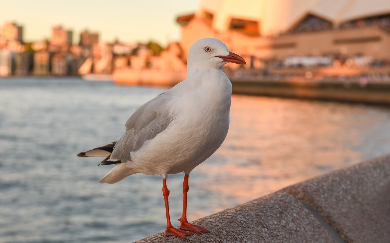 Seagull perching on railing