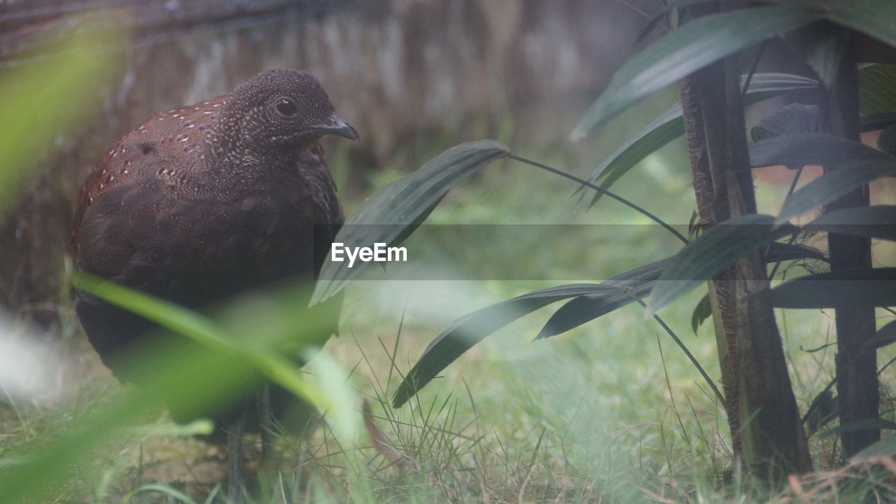 Close-up of a bird