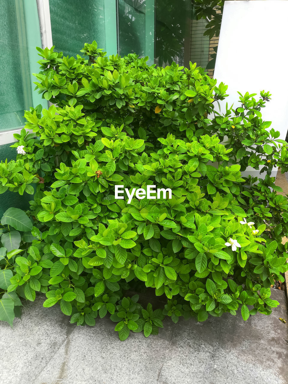 HIGH ANGLE VIEW OF POTTED PLANTS