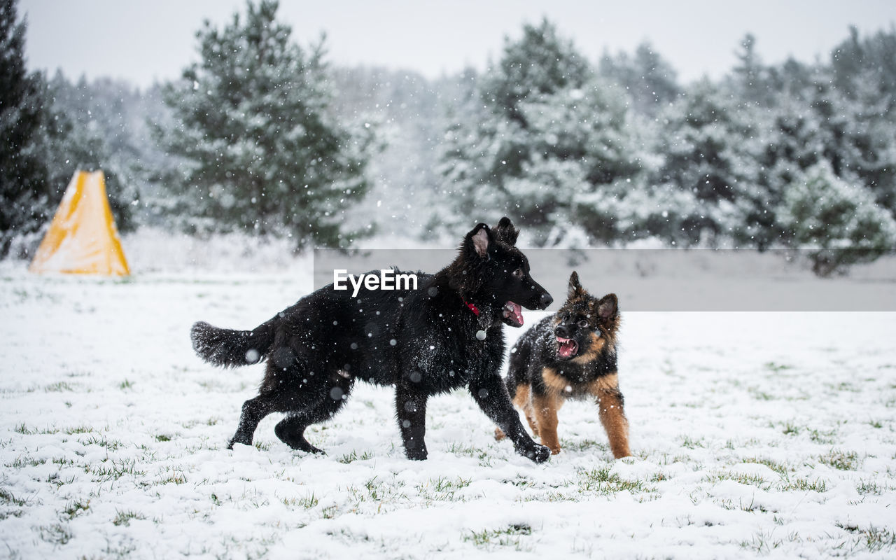 Dog on snow covered land