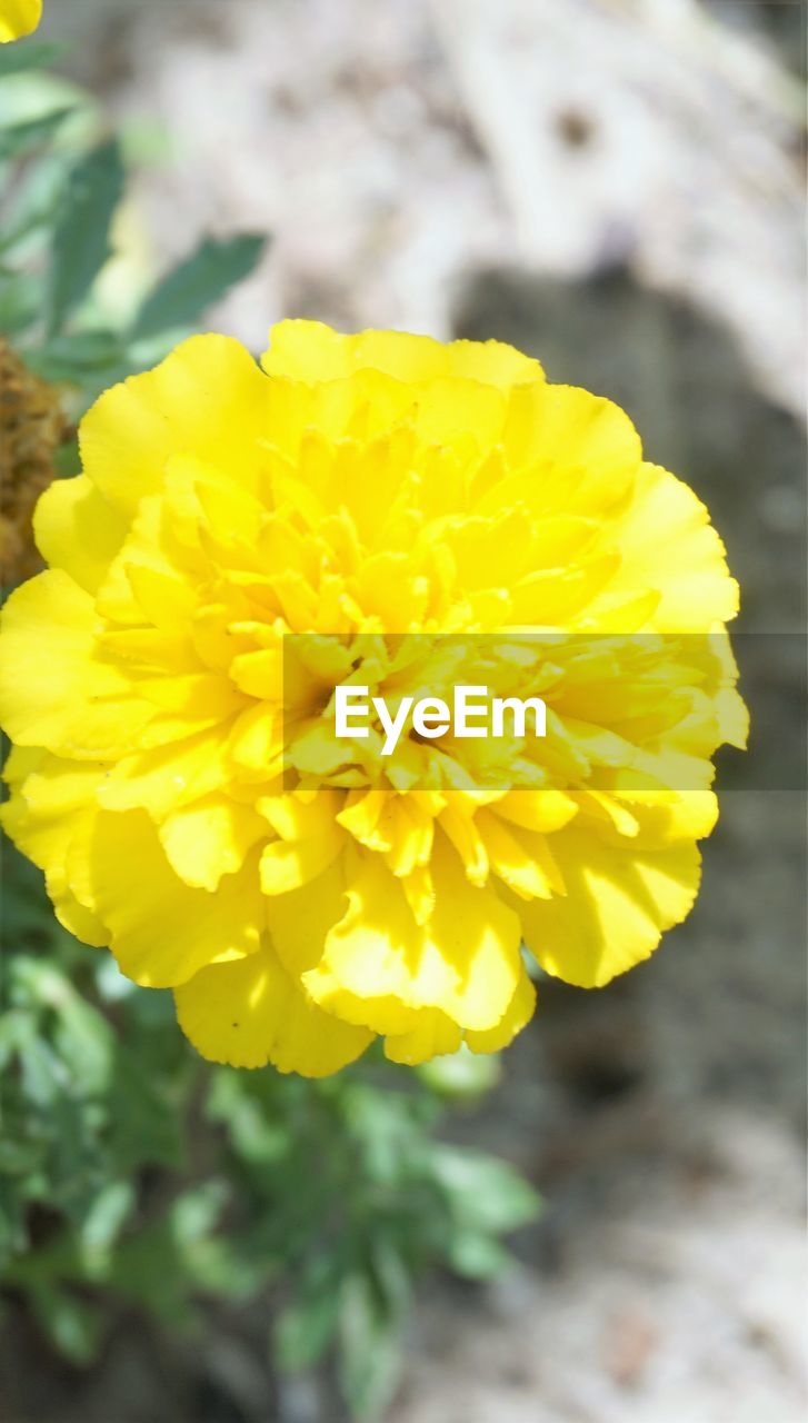 CLOSE-UP OF YELLOW FLOWERS BLOOMING