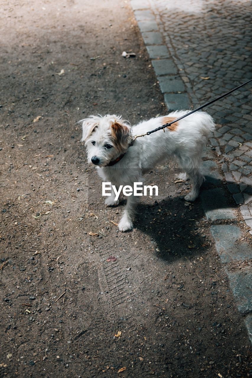 High angle view of dog on footpath