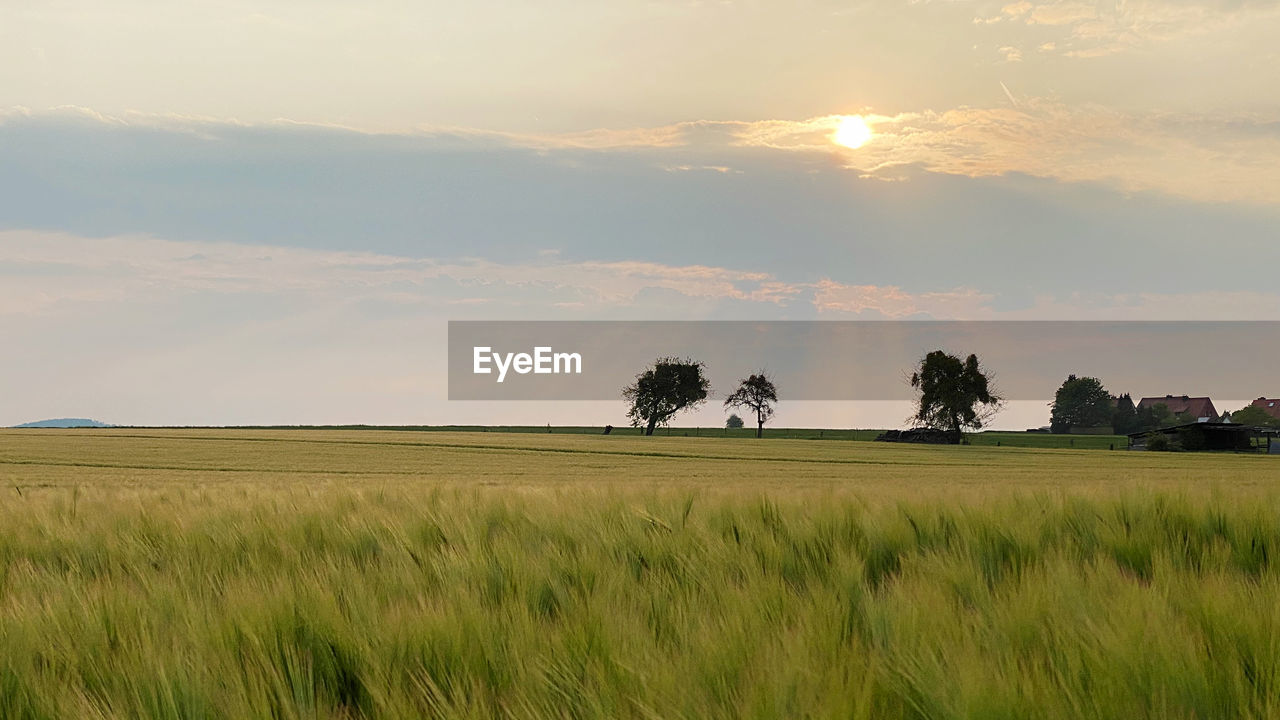 landscape, plant, environment, sky, field, land, horizon, plain, rural scene, nature, beauty in nature, agriculture, cloud, scenics - nature, tree, grass, tranquility, sunset, growth, grassland, cereal plant, crop, prairie, tranquil scene, rural area, no people, barley, sunlight, outdoors, green, non-urban scene, idyllic, farm, summer, paddy field, savanna, steppe, natural environment, sun, meadow, day, horizon over land, social issues, food, environmental conservation