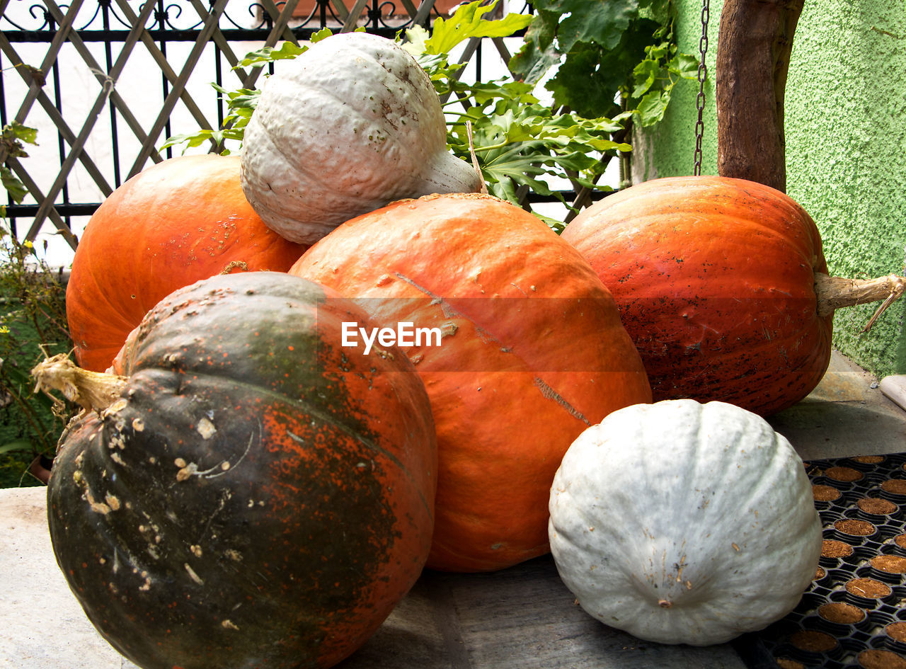 CLOSE-UP VIEW OF PUMPKINS