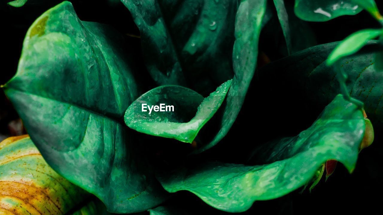 CLOSE-UP OF SUCCULENT PLANTS