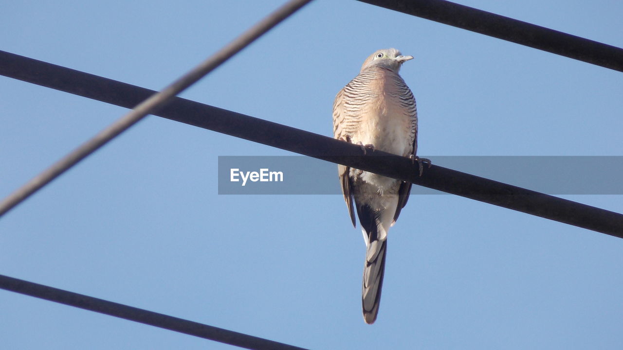 Low angle view of bird perching on cable