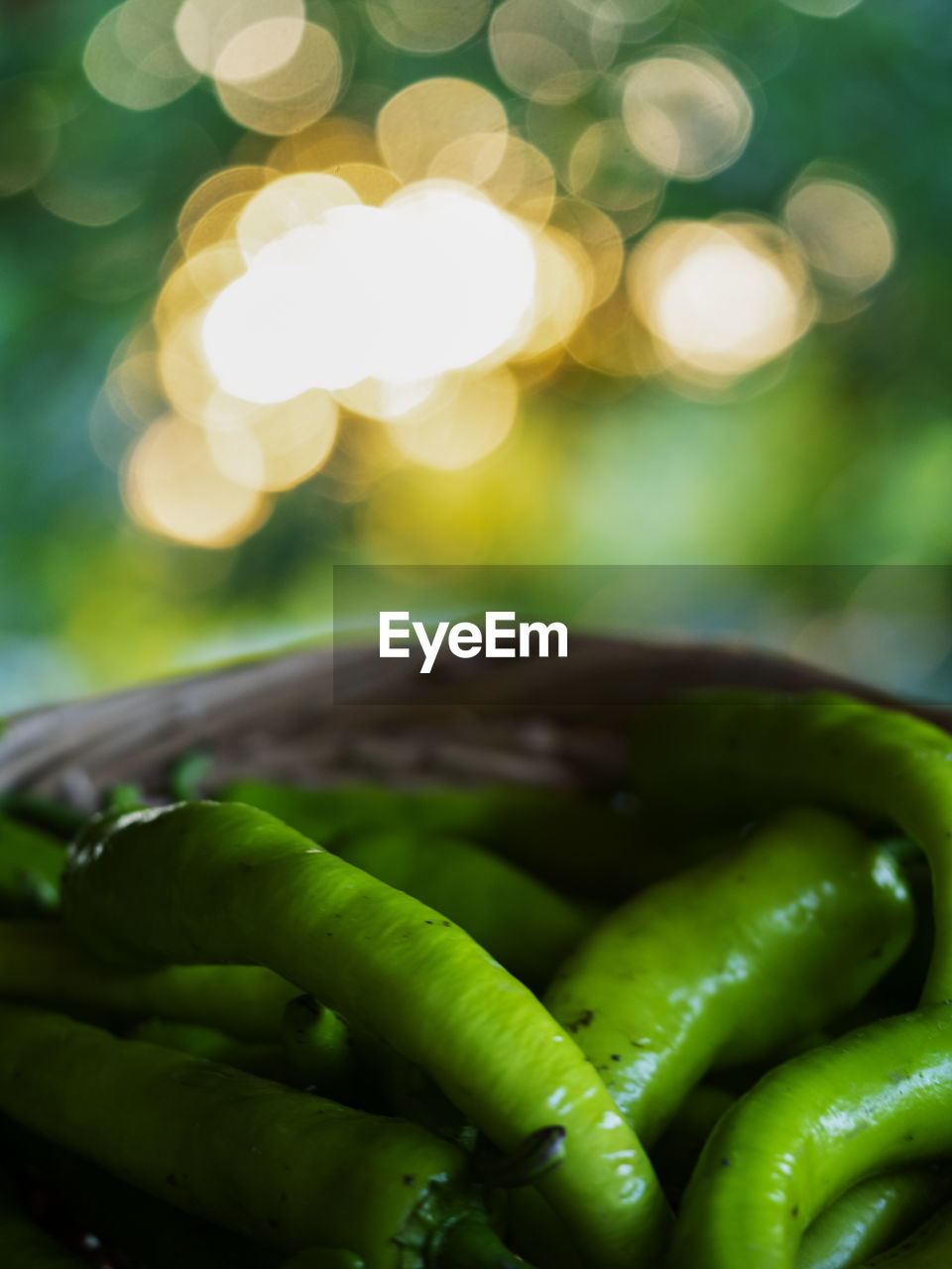 CLOSE-UP OF GREEN CHILI