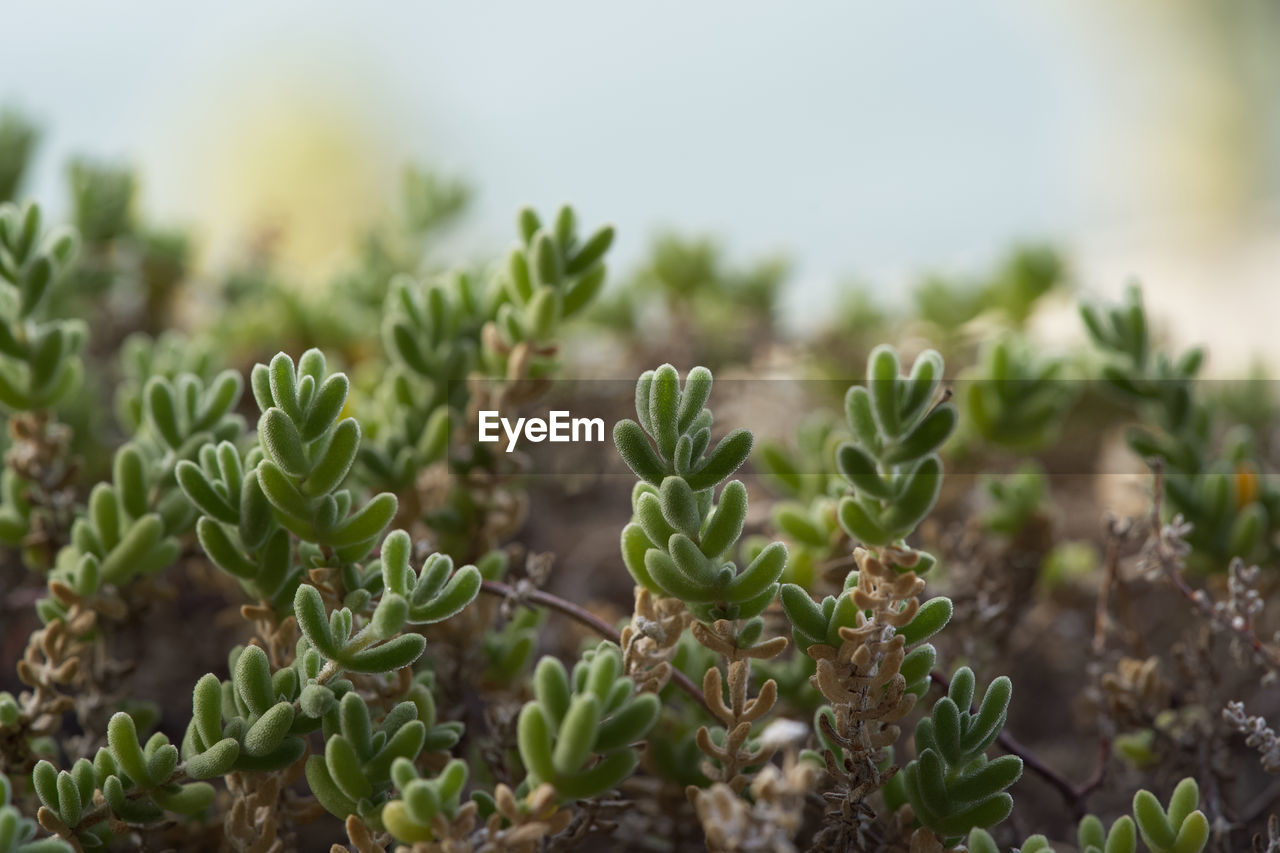 CLOSE-UP OF FRESH GREEN PLANT IN FIELD