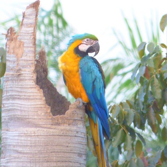 CLOSE-UP OF PARROT PERCHING ON TREE
